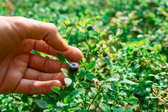 集合森林蓝莓手木琴蓝莓浆果