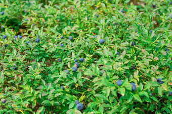 <strong>蓝莓</strong>绿色<strong>蓝莓</strong>成熟的大多汁的浆果