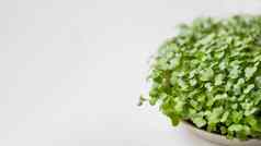 水平横幅微绿色复制空间日益增长的微植物首页健康素食主义者营养种子发芽首页