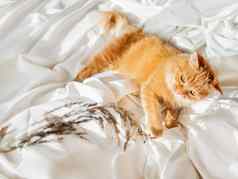 可爱的姜猫戏剧干草皱巴巴的床上早....睡觉前好玩的宠物毛茸茸的国内动物白色床上表舒适的首页