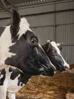 关闭肖像黑色的白色牛咀嚼有群牛公牛队牛棚动物畜牧业哺乳动物农场