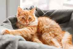 可爱的姜猫睡觉床上毛茸茸的小猫安慰说谎毯子