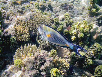 索哈尔热带鱼的一种棘皮动物索哈尔索哈尔唐红色的海流行色彩斑斓的鱼珊瑚埃及