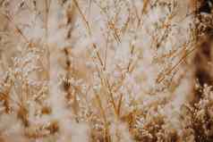 对比棕色（的）米色光摘要真正的自然照片背景宏草地场草花小麦草季节秋天冬天春天夏天语气股票集合模糊古董效果极简主义