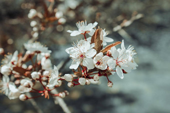 春天开花背景美丽的<strong>自然</strong>场景盛开的树阳光明媚的一天春天花美丽的果园春天摘要背景