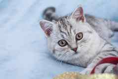 可爱的条纹小猫灰色的条纹小猫玩蓝色的棉花格子可爱的条纹毛茸茸的猫蓝色的背景复制空间文本新生儿小猫孩子动物兽医概念