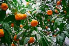 橘子普通话树成熟的水果橙色水果树分支新鲜的成熟的柑橘类