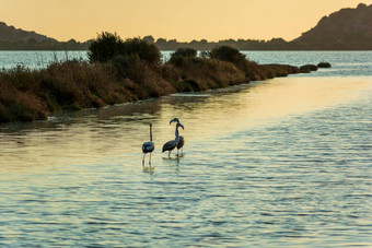 野生动物风景视图美丽的<strong>火烈鸟</strong>流浪的日落吉亚洛娃环礁湖希腊