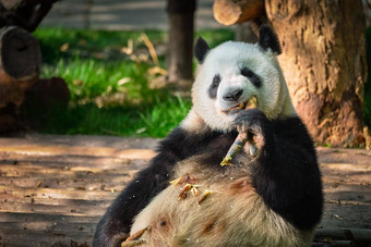 巨大的熊猫熊中国