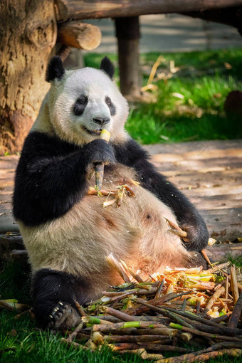巨大的熊猫熊中国