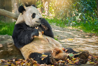 巨大的熊猫熊中国