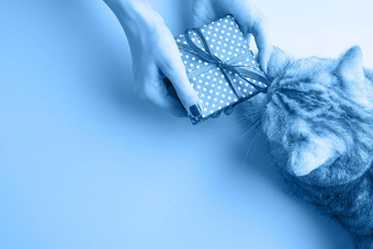 经典蓝色的健美的图像女人手持有现在修剪整齐的手指甲波兰的苏格兰直猫嗅探丝带礼物海蓝宝石背景复制空间