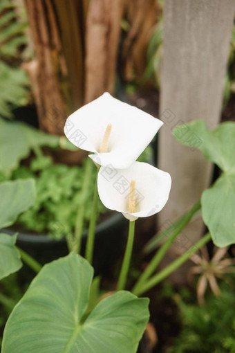 花白色马蹄莲特写镜头温室大各种绿色植物概念种植作物春天