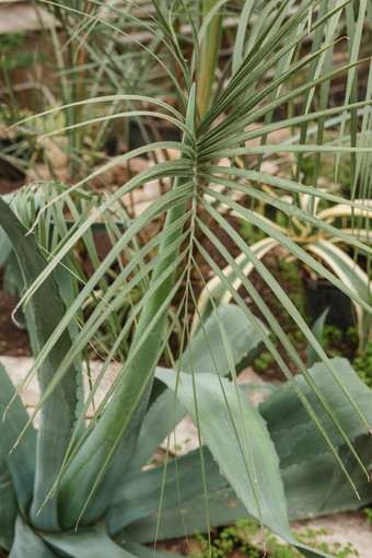 棕榈叶特写镜头温室大各种绿色植物概念种植作物春天