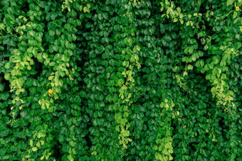 绿色他来了生态墙绿色爬植物湿叶子攀爬墙绿色叶子纹理背景绿色叶子艾薇水滴外可持续发展的建筑关闭自然