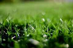 绿色草坪上草特写镜头叶子草自然保护环境污染清洁空气