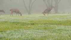 野生鹿通便撒尿多雾的森林动物煞风景的撒尿草