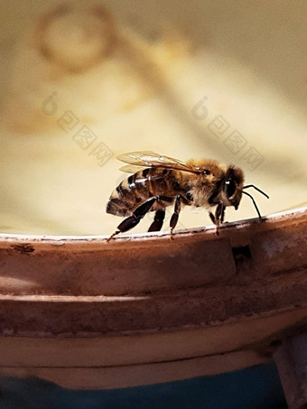 蜜蜂浇水洞特写镜头