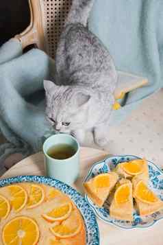灰色的小猫坐在扶手椅橙色馅饼书舒适的共鸣