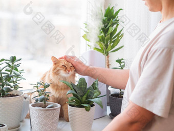 男人。中风可爱的姜猫超声波增湿器室内植物花锅多汁的植物窗台上水蒸汽滋润干空气首页电设备毛茸茸的宠物