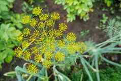 黄色的花莳萝anethum坟墓园艺在户外农业个人地面日益增长的有机蔬菜草本植物温室开放空气