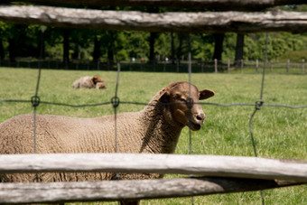 棕色（的）羊吃草开放绿色草地农业区域农村生活