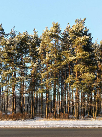 高松树<strong>成长</strong>农村路农村景观树沥青路床上阳光明媚的冬天一天