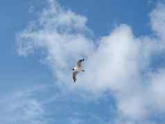 海鸥飞行水鸟飞行蓝色的天空背景象征自由