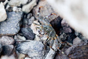 蟹隐藏了岩石海滩颜色蟹同时颜色石头海岸模仿自然
