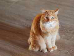 可爱的姜猫木地板上毛茸茸的宠物盯着奇怪的是模糊国内动物