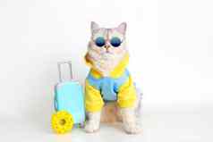 白色猫蓝色的运动衫太阳镜坐在手提箱白色背景