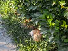 流浪虎斑猫睡觉紧阳光布什姜猫La2夏天温暖的晚上毛茸茸的动物卷球