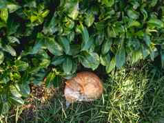 流浪虎斑猫睡觉紧阳光布什姜猫La2夏天温暖的晚上毛茸茸的动物卷球