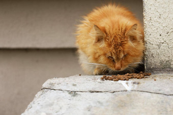 野生生病的流浪红色的猫街吃动物食物<strong>无家可归</strong>的人动物问题被遗弃的<strong>无家可归</strong>的人猫城市城市动物护理
