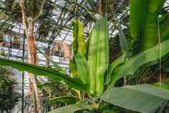 香蕉棕榈树成长温室热带植物园艺一年轮