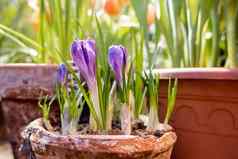 番红花属花使地面花能日益增长的花春天反压力爱好自然春天背景