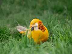 金野鸡金缕梅皮克图斯中国人野鸡明亮的鸟黄色的羽毛草