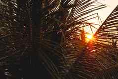 太阳照棕榈树叶子热带树新鲜的绿色树叶日落和平背景