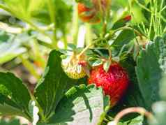 红色的绿色草莓叶子阳光明媚的一天花园日益增长的浆果农业