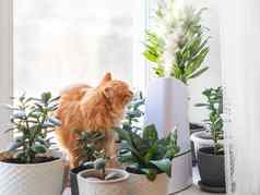 超声波增湿器室内植物姜猫花锅多汁的植物窗台上水蒸汽滋润干空气首页电设备安慰大气