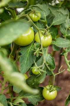 绿色西红柿灌木园艺农业日益增长的蔬菜温室开放空气