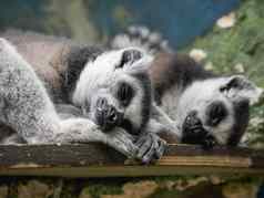 睡觉一对环尾狐猴狐猴纸灰色毛茸茸的动物La2木板材