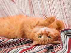可爱的姜猫睡觉窗口窗台上毛茸茸的宠物La2色彩斑斓的纺织窗帘国内动物舒适的首页