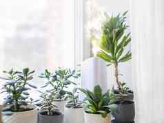 超声波增湿器室内植物花锅多汁的植物窗台上水蒸汽滋润干空气首页电设备安慰大气生活房间
