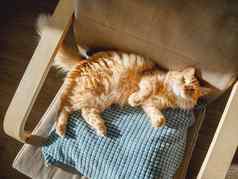 前视图可爱的姜猫说谎枕头毛茸茸的宠物睡觉椅子舒适的首页基斯太阳