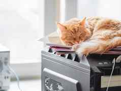 可爱的姜猫睡觉电脑塔毛茸茸的宠物放松系统单位国内动物休息硬开车