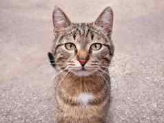 关闭肖像流浪猫坐着沥青人行道上无家可归的人动物凝视着相机毛茸茸的猫国内宠物宠物采用概念