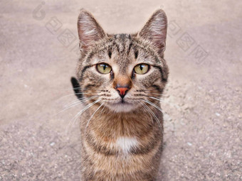 关闭肖像<strong>流浪</strong>猫坐着沥青人行道上无家可归的人<strong>动物</strong>凝视着相机毛茸茸的猫国内宠物宠物采用概念