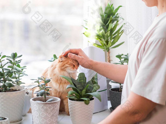 男人。中风可爱的姜猫超声波增湿器室内植物花锅多汁的植物窗台上水蒸汽滋润干空气首页电设备毛茸茸的宠物