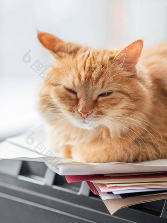 可爱的姜猫睡觉电脑塔毛茸茸的宠物放松桩彩色的纸系统单位国内动物休息硬开车
